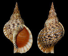 Triton's Trumpet Shells - 13 - 14 inches