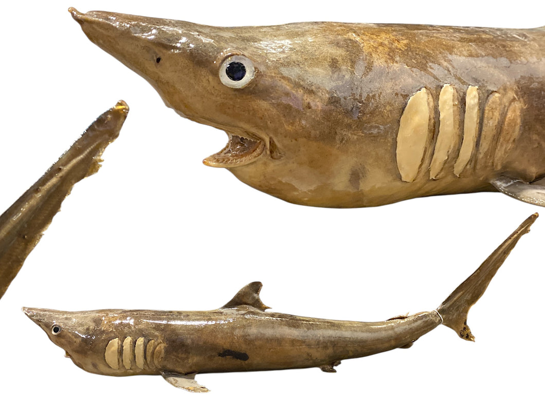 Whole Stuffed Shark - 30 - 35 inches