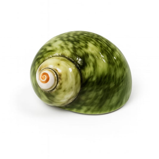 Green Turbo Cinerius Shell