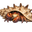 HermitCrabShells.ca logo