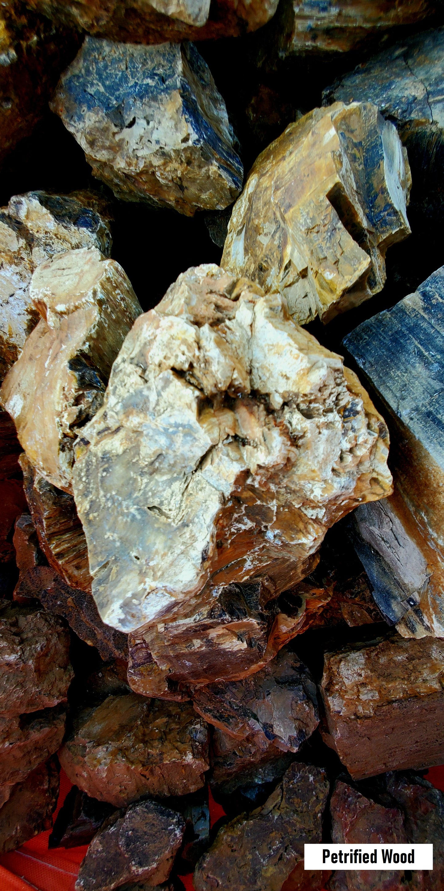 Petrified Wood Stone