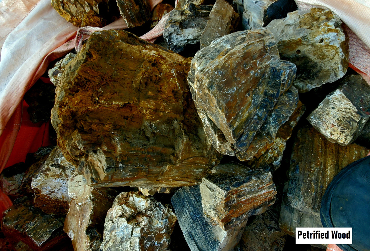 Petrified Wood Stone