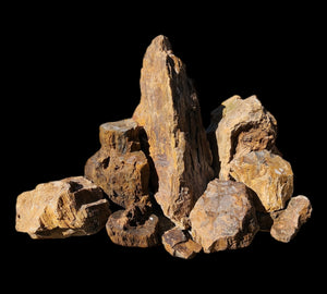 Petrified Wood Stone