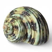 Load image into Gallery viewer, Polished Green Turbo - Turbo Setosus
