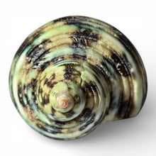 Load image into Gallery viewer, Polished Green Turbo - Turbo Setosus
