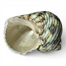 Load image into Gallery viewer, Polished Green Turbo - Turbo Setosus
