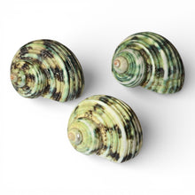 Load image into Gallery viewer, Polished Green Turbo - Turbo Setosus
