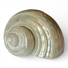 Load image into Gallery viewer, Pearlized Silver Mouth Turbo - Turbo Argyrostomus

