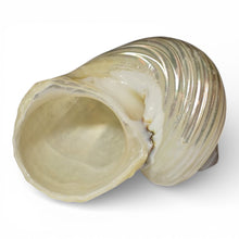 Load image into Gallery viewer, Pearlized Silver Mouth Turbo - Turbo Argyrostomus
