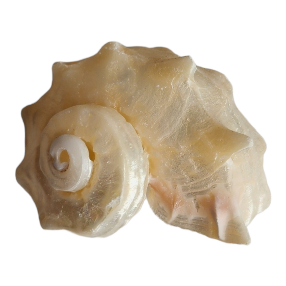 Delphinula Shell Pearlized Angaria Delphinula – HermitCrabShells.ca
