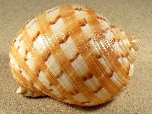 Tonna Chinensis (3.14-4.7" inches)