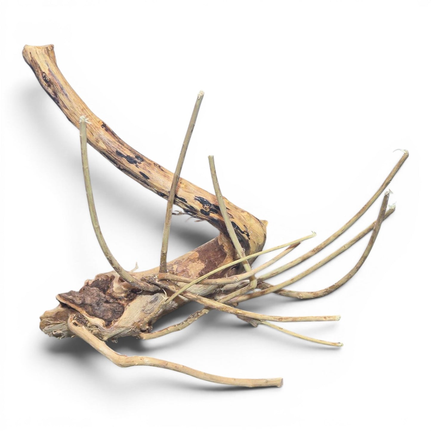 Spiderwood Driftwood – Nano (3–6”) | Nano Aquascaping Wood