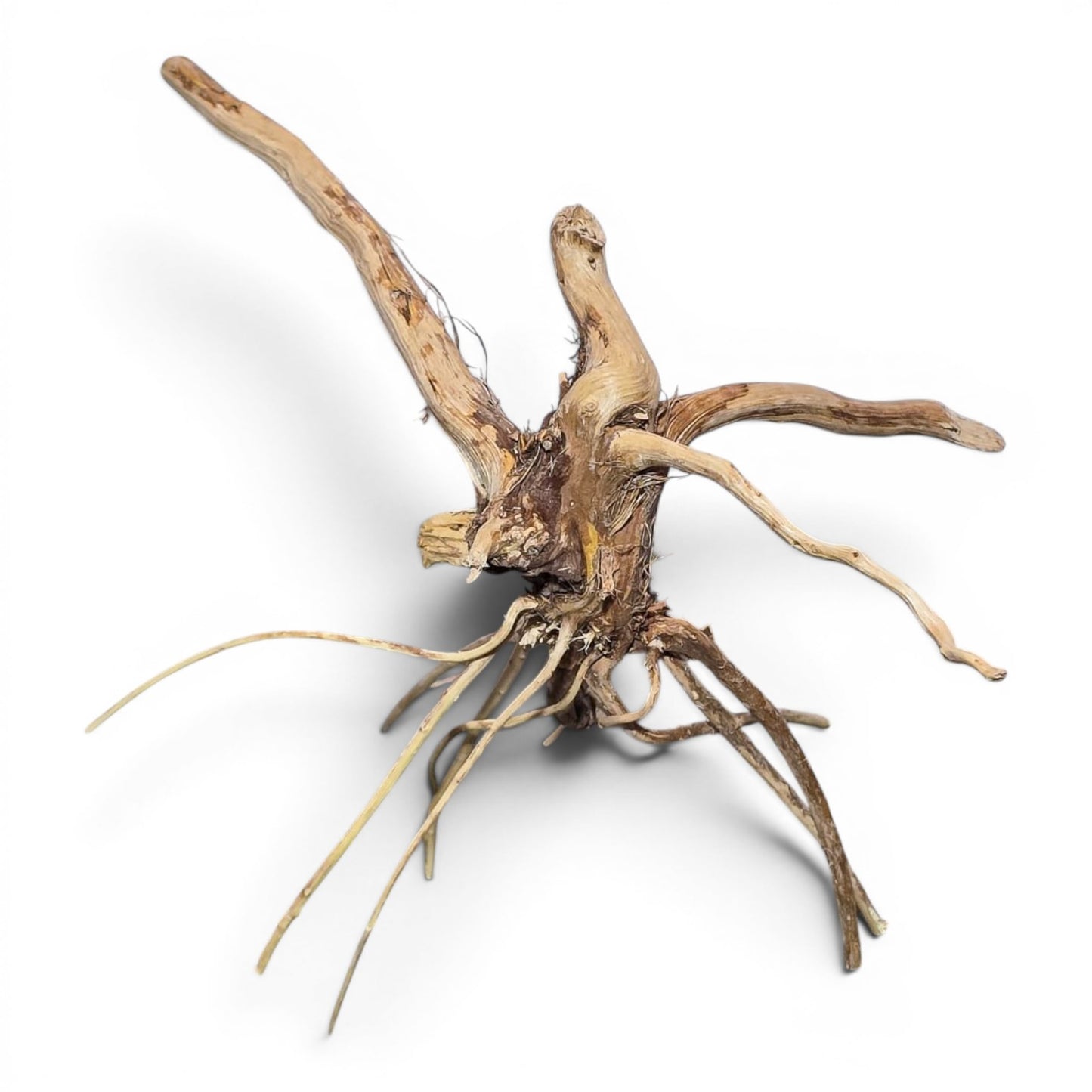 Spiderwood Driftwood – Nano (3–6”) | Nano Aquascaping Wood