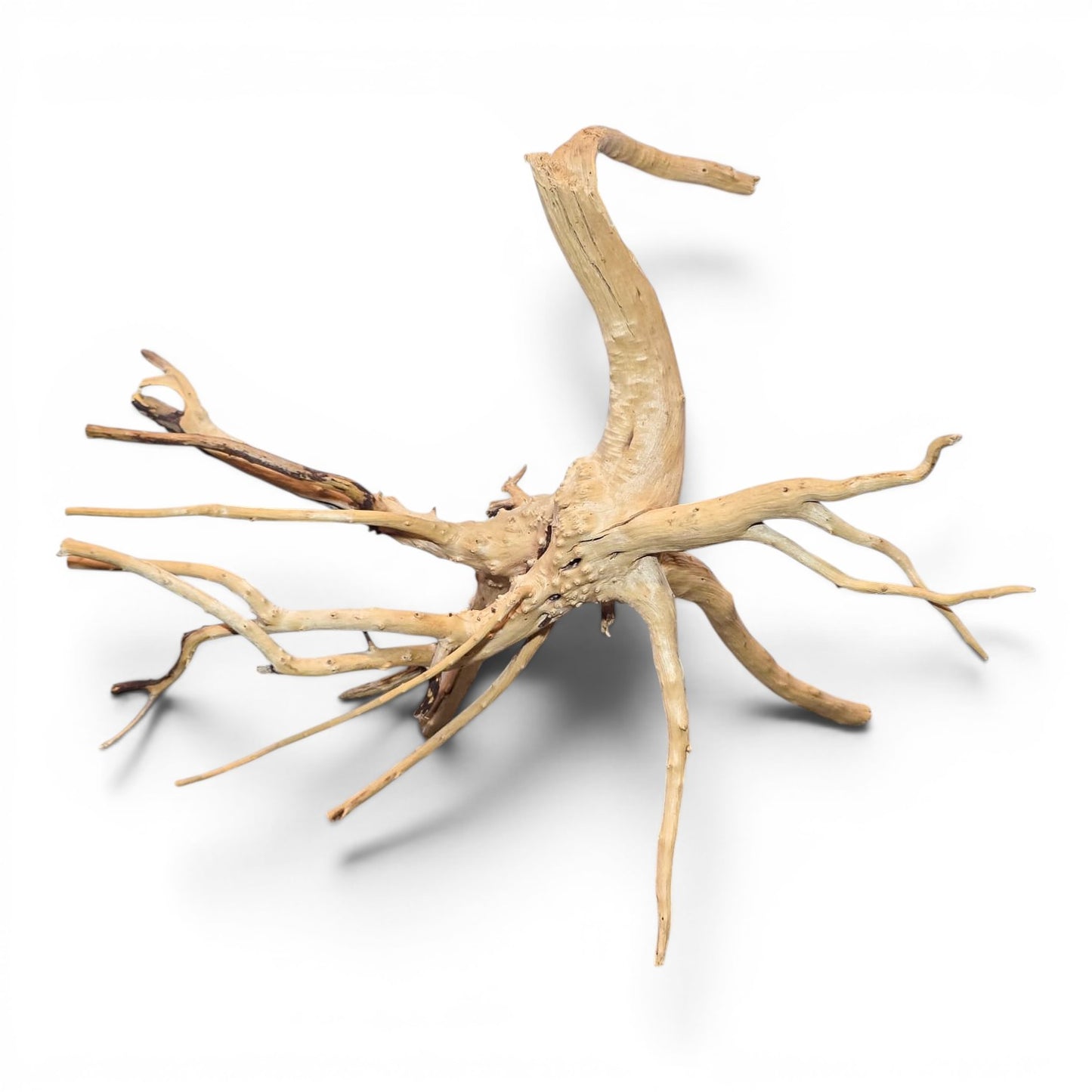 Spiderwood Driftwood - Small (7-12")