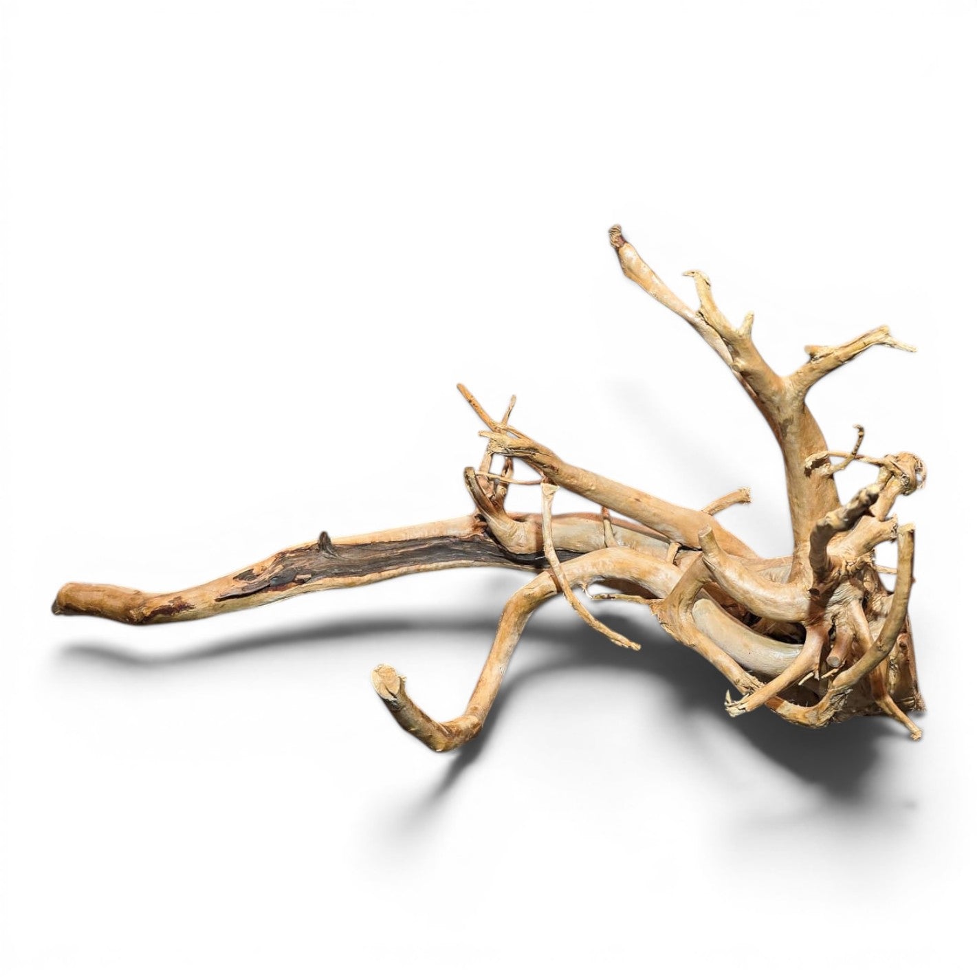 Spiderwood Driftwood – Large (17–25”) | Natural Aquascaping Wood