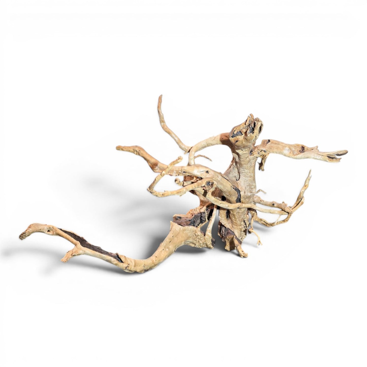 Spiderwood Driftwood – Large (17–25”) | Natural Aquascaping Wood