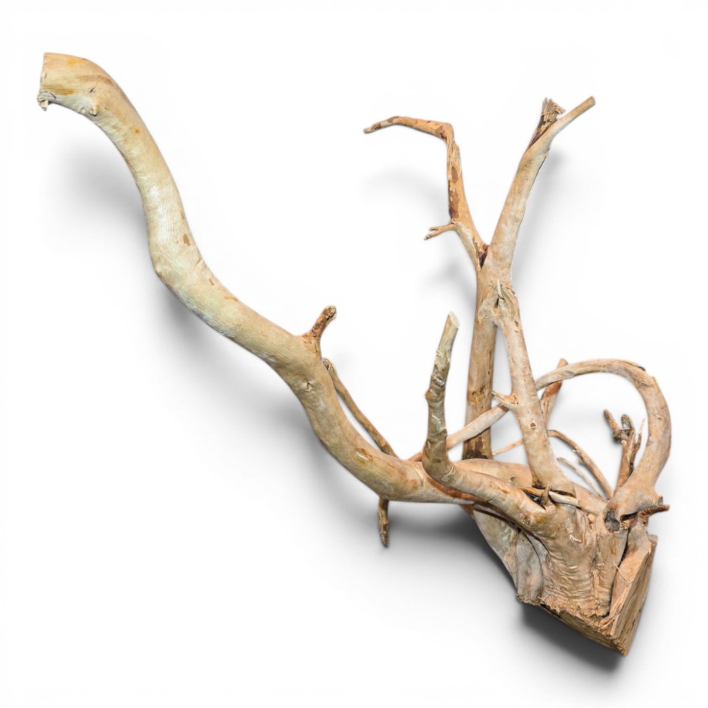 Spiderwood Driftwood – Large (17–25”) | Natural Aquascaping Wood
