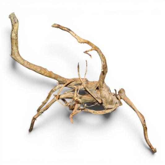 Spiderwood Driftwood – XL (25–32”) | Natural Aquascaping Wood