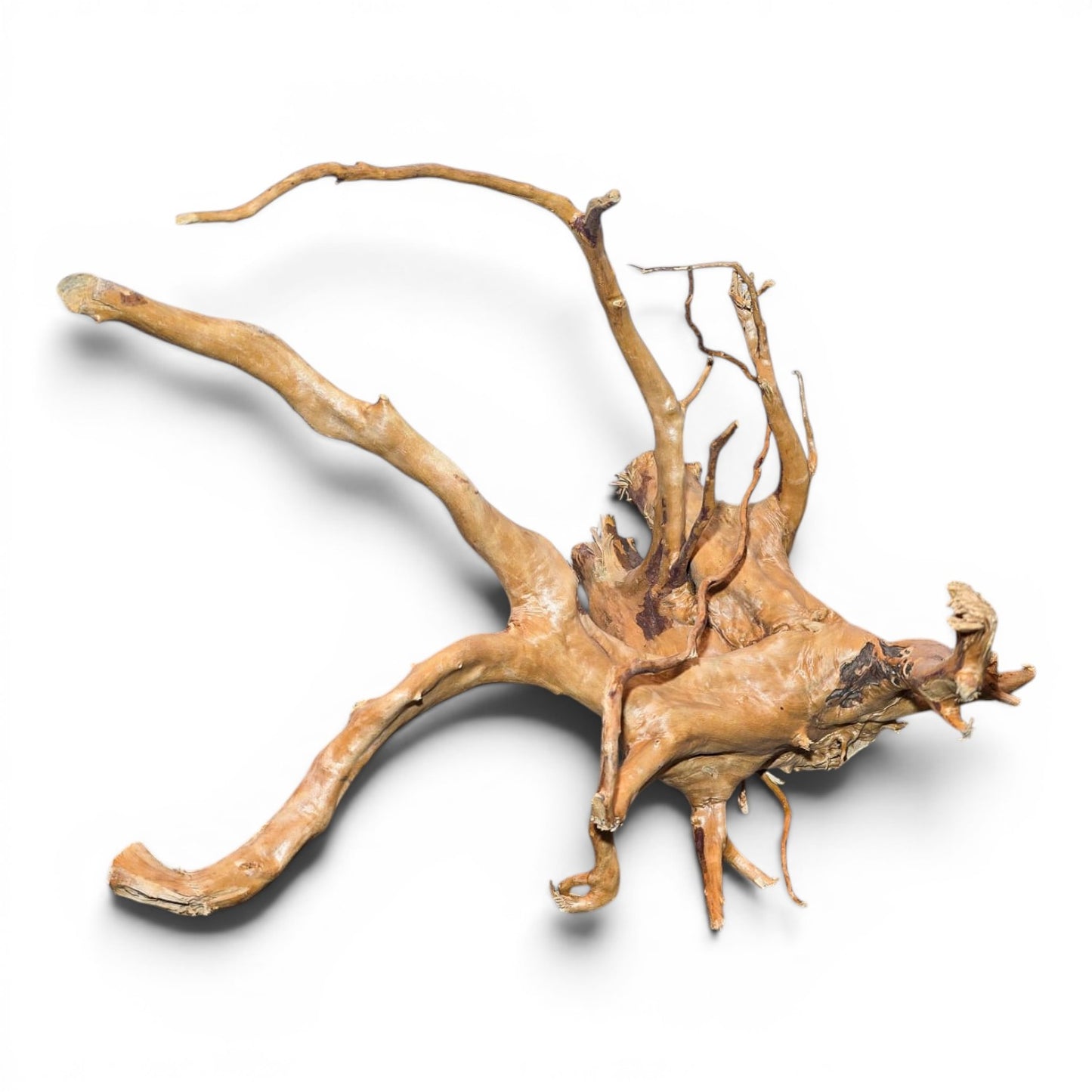 Spiderwood Driftwood – Large (17–25”) | Natural Aquascaping Wood