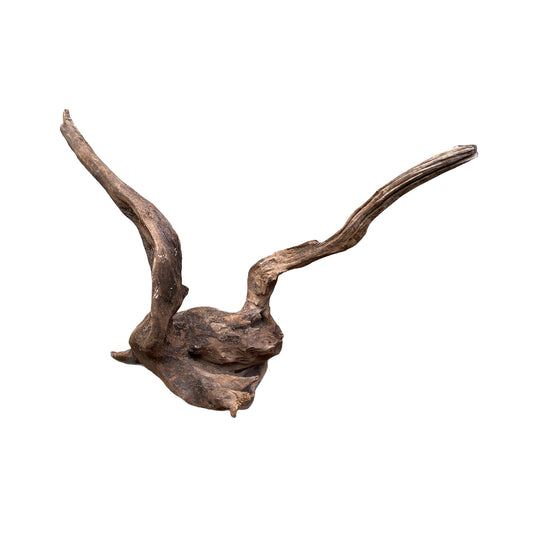 Malaysian Mangrove Driftwood