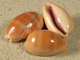 Cypraea Lyncina Carneola -   Carnelian Cowrie - 2 inch