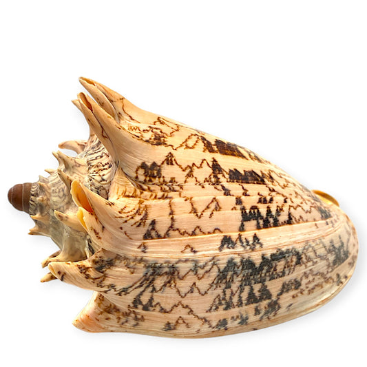 Voluta Imperialis Shells - 6 - 7 inches - SPEC