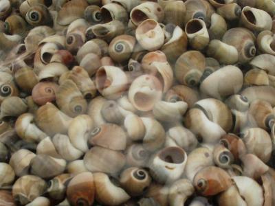1 KG - Polinices Didyma - 1 inch