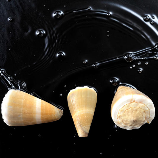 Conidae Conus Lividus  - 32 - 48 mm - Sharpe Shells Specimens