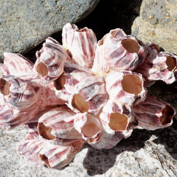 Purple Giant Barnacles