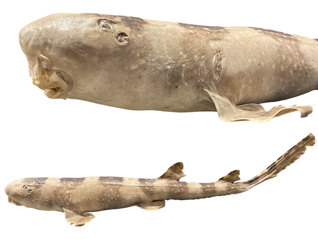 Spotted Bamboo Shark - 25 - 29 inches
