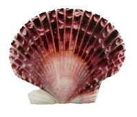 Natural Purple Pecten Halves - 2"-3.5" inches