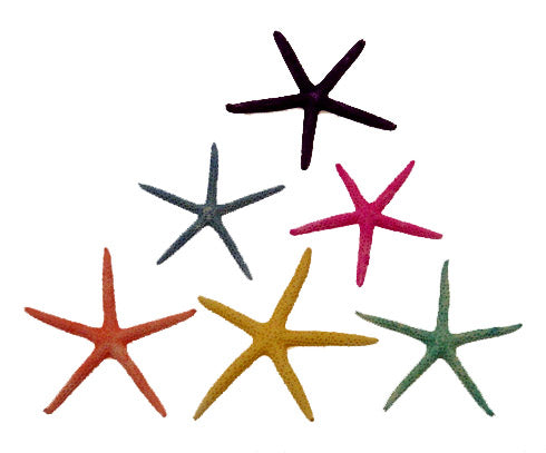 Assorted Pastel Starfish - Linckia Laevigata - 5 - 6 Inches