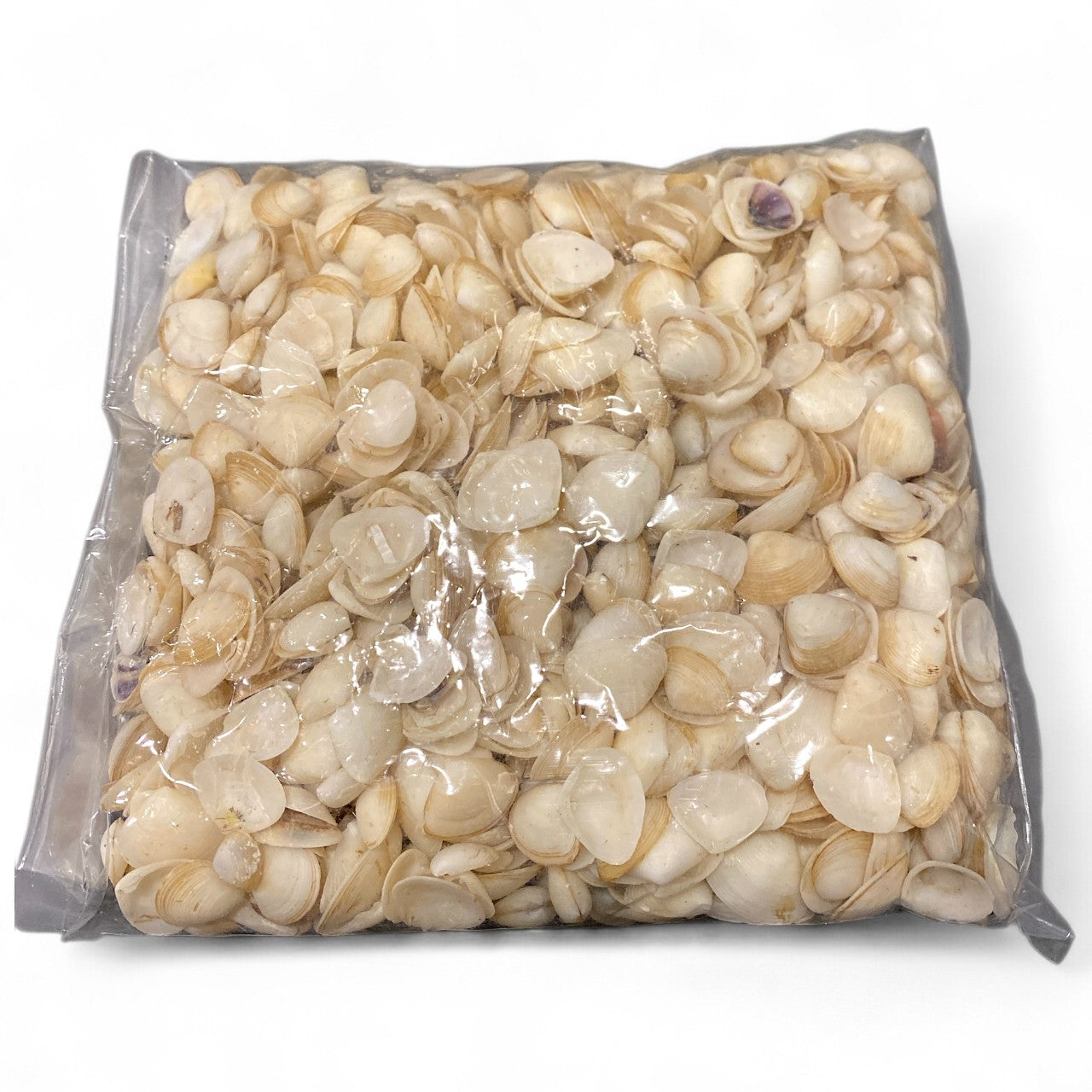 1 KG - White Cay Cay Shells - 0.5 - 1 inch