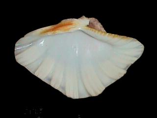 6-5  inch SYNTHETIC CLAM SOAP DISH