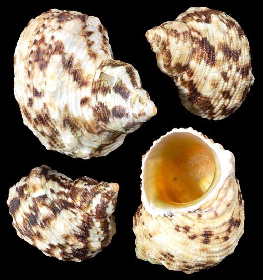 Gold Mouth Turbo - Turbo Chrysustomus