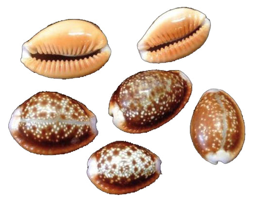 Honey Cowry - Cypraea Helvola - 0.5 - 1 inch