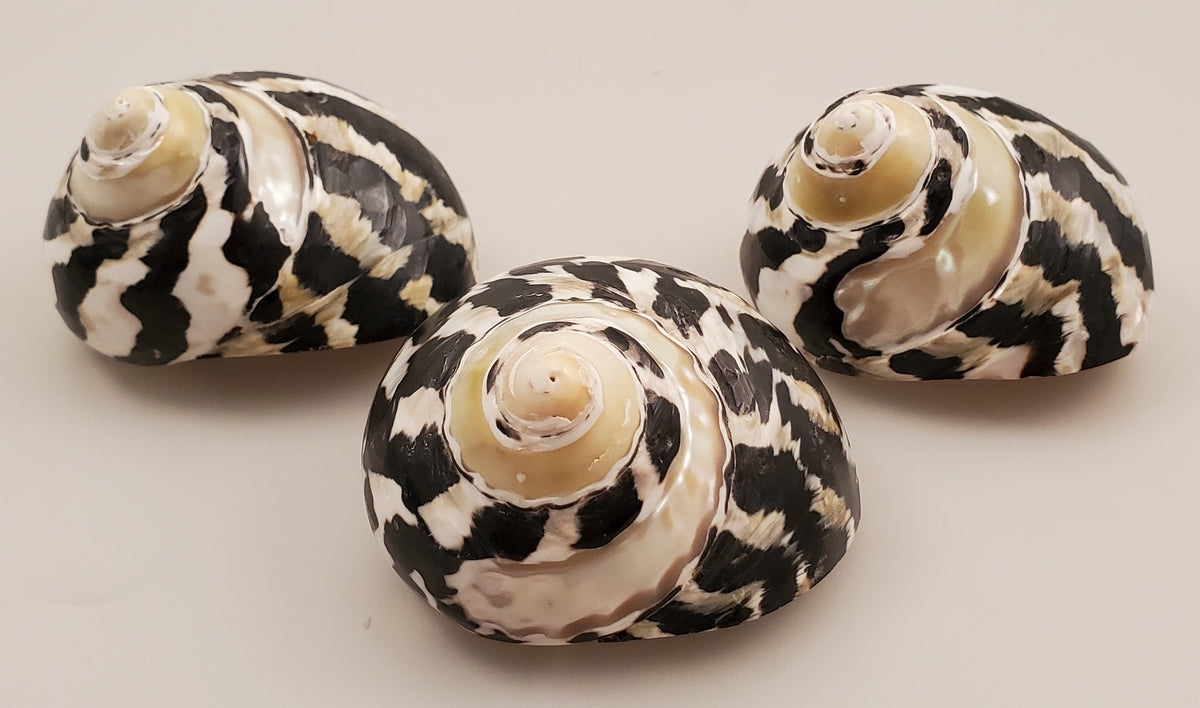 Magpie Shells Magpie Turbo Shell - Cittarium pica Polished – HermitCrabShells.ca