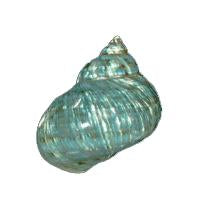 Jumbo Polished Green Jade Turbo (Imperialis Turbo)