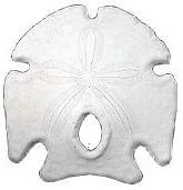 Keyhole Sand Dollars - 3 - 4 inches