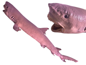 White Tip Shark