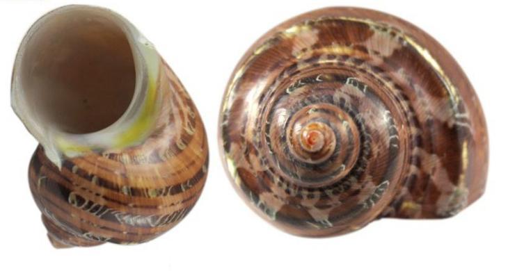 Turbo Petholatus