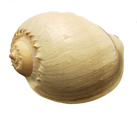 Melon Diadema Shells - 12 inches