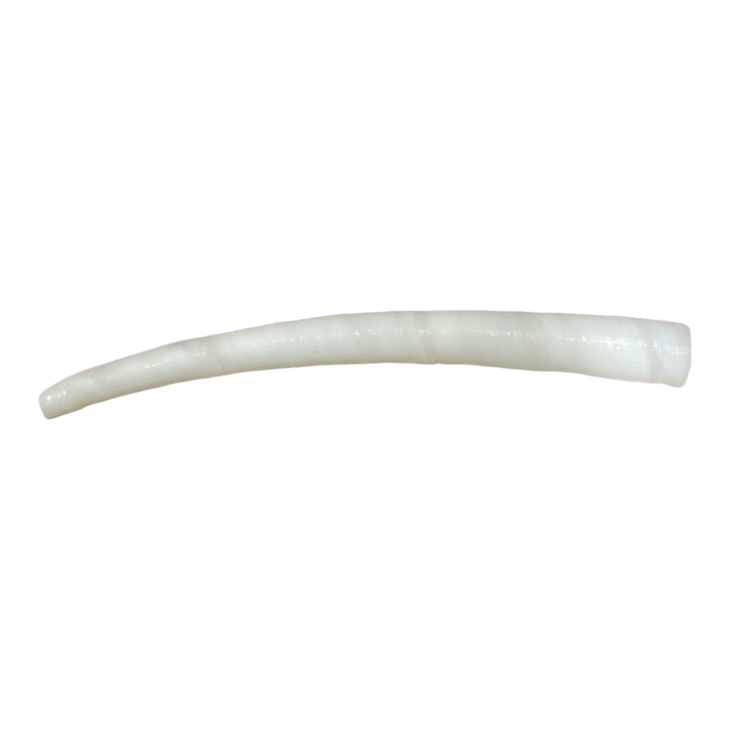 Dentallium Aprium 2 - 3 inch - White