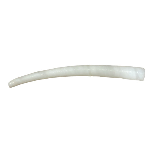 Dentallium Aprium 2 - 3 inch - White