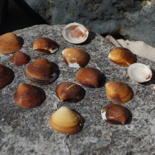 1 KG - Brown Philippine Clam - 1 inch