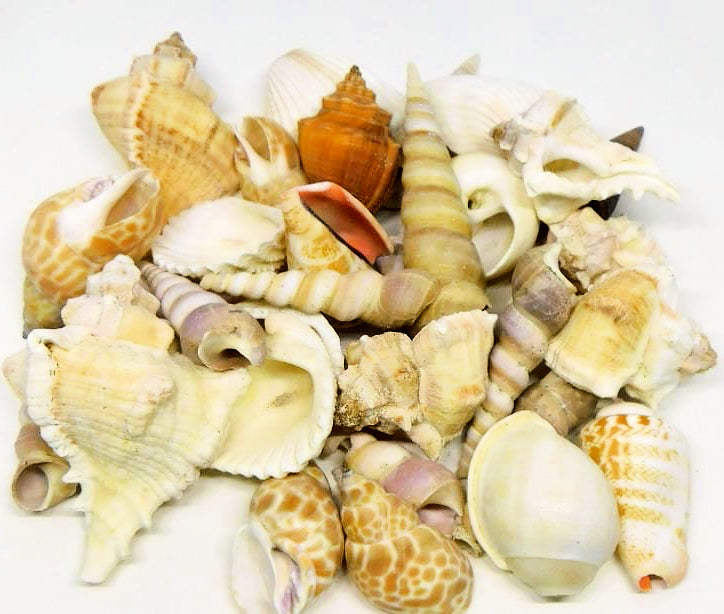 0.25 KG - Indian Mix Shells