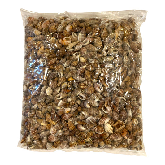 1 KG - Nassa Pollus - 0.25 inches