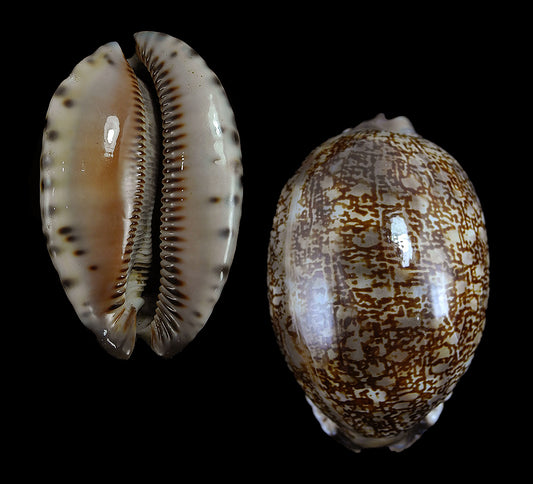 1 KG - Small Cypraea Arabica - Mauritia Arabica