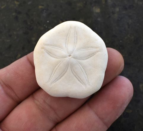 Mini Sand Dollar - 1 inch - Philippines