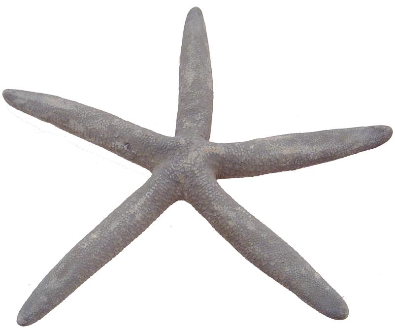 Natural Bluey Starfish - Linckia Laevigata - 8 - 10 Inches